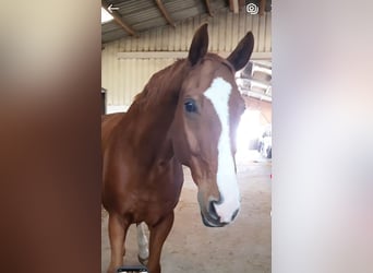 Westphalian, Gelding, 14 years, 17 hh, Chestnut-Red