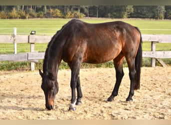 Westphalian, Gelding, 15 years, 16,1 hh, Bay-Dark