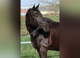 Westphalian, Gelding, 15 years, 16.1 hh, Black