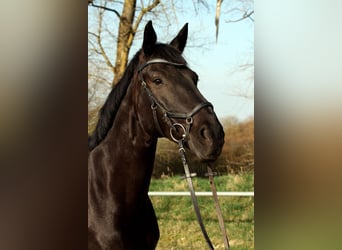 Westphalian, Gelding, 15 years, 16.1 hh, Black
