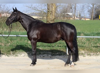 Westphalian, Gelding, 15 years, 16.1 hh, Black