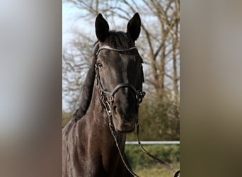 Westphalian, Gelding, 15 years, 16.1 hh, Black