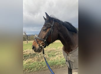 Westphalian, Gelding, 15 years, 16.2 hh, Brown