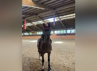 Westphalian, Gelding, 15 years, 16 hh, Bay-Dark