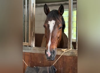 Westphalian, Gelding, 15 years, 16 hh, Bay-Dark