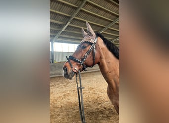 Westphalian, Gelding, 15 years, 16 hh, Bay-Dark