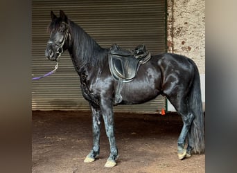 Westphalian, Gelding, 15 years, 16 hh, Black