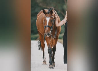 Westphalian, Gelding, 15 years, 16 hh, Brown