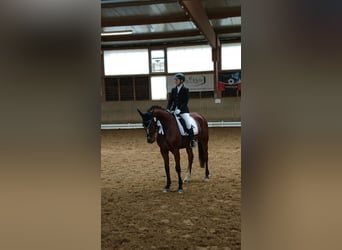 Westphalian, Gelding, 15 years, 16 hh, Brown