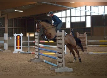 Westphalian, Gelding, 15 years, 16 hh, Brown