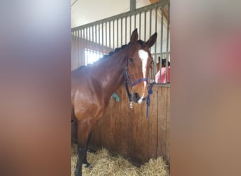 Westphalian, Gelding, 15 years, 16 hh, Brown