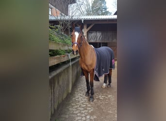 Westphalian, Gelding, 15 years, 16 hh, Brown