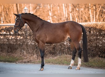 Westphalian, Gelding, 15 years, 16 hh, Brown