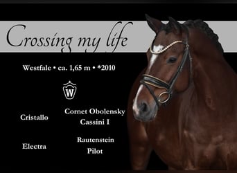 Westphalian, Gelding, 15 years, 16 hh, Brown