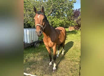 Westphalian, Gelding, 15 years, 16 hh, Brown