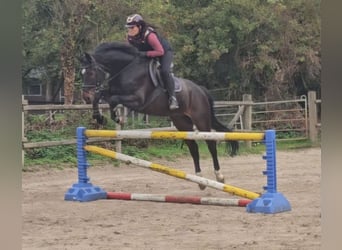 Westphalian, Gelding, 15 years, 16,1 hh, Smoky-Black