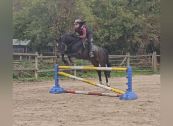 Westphalian, Gelding, 15 years, 16,1 hh, Smoky-Black