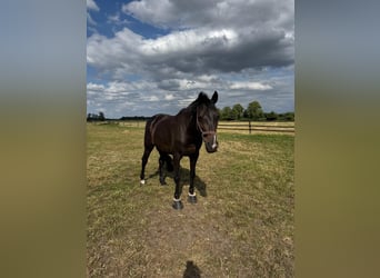Westphalian, Gelding, 15 years, 16,2 hh, Bay-Dark