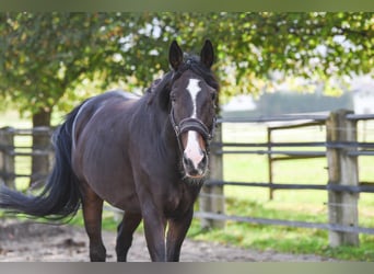 Westphalian, Gelding, 15 years, 17.2 hh, Bay-Dark