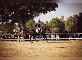 Westphalian, Gelding, 15 years, 17.2 hh, Black