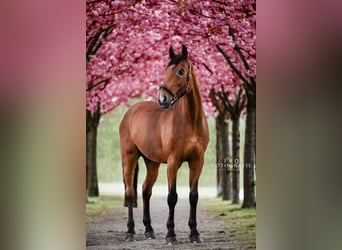 Westphalian, Gelding, 15 years, 17 hh, Brown