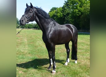 Westphalian, Gelding, 15 years, 17 hh, Smoky-Black