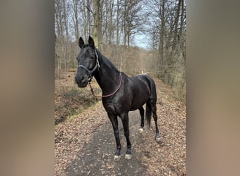 Westphalian, Gelding, 16 years, 15,2 hh, Black