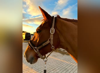 Westphalian, Gelding, 16 years, 16,1 hh, Chestnut-Red