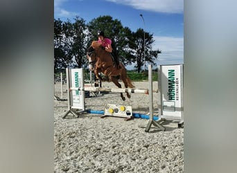 Westphalian, Gelding, 16 years, 16,1 hh, Chestnut-Red