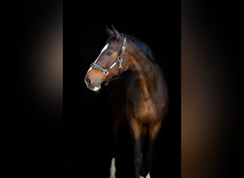 Westphalian, Gelding, 16 years, 16.2 hh, Bay-Dark