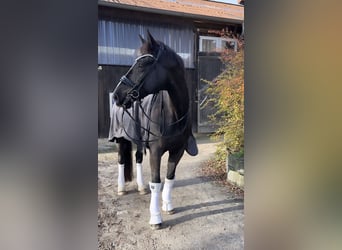 Westphalian, Gelding, 16 years, 16,2 hh, Black