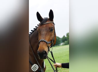 Westphalian, Gelding, 16 years, 16.3 hh, Brown Westphalian, Gelding, 16 years, 16.3 hh, Brown