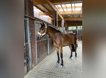 Westphalian, Gelding, 16 years, 16,3 hh