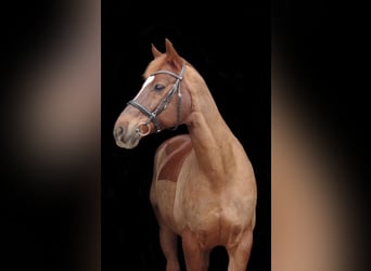 Westphalian, Gelding, 16 years, 16,1 hh, Chestnut-Red