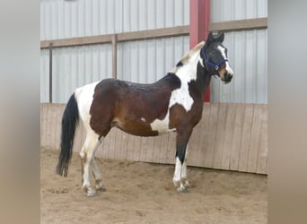 Westphalian, Gelding, 16 years, 16,2 hh, Pinto
