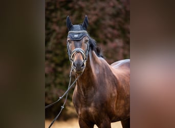 Westphalian, Gelding, 16 years, 16,2 hh, Smoky-Black