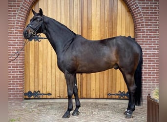 Westphalian, Gelding, 16 years, 16,3 hh, Bay-Dark