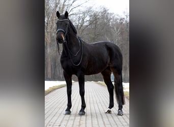 Westphalian, Gelding, 16 years, 16,3 hh, Bay-Dark