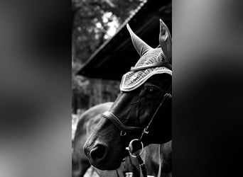 Westphalian, Gelding, 16 years, 16,3 hh, Bay-Dark