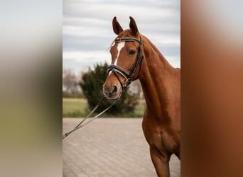 Westphalian, Gelding, 16 years, 17 hh, Chestnut-Red