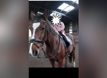 Westphalian, Gelding, 17 years, 16.1 hh, Brown