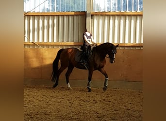 Westphalian, Gelding, 17 years, 16.1 hh, Brown