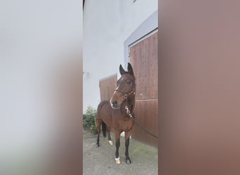 Westphalian, Gelding, 17 years, 16,2 hh, Brown