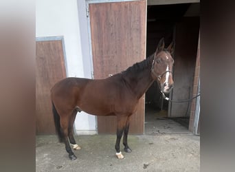 Westphalian, Gelding, 17 years, 16,2 hh, Brown