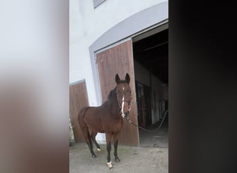 Westphalian, Gelding, 17 years, 16,2 hh, Brown