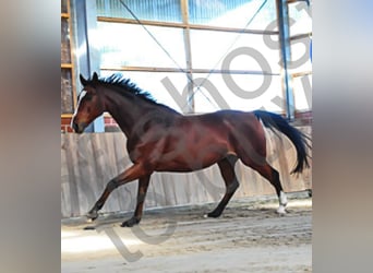 Westphalian, Gelding, 17 years, 16,1 hh, Brown