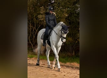 Westphalian, Gelding, 17 years, 16,2 hh, Grey