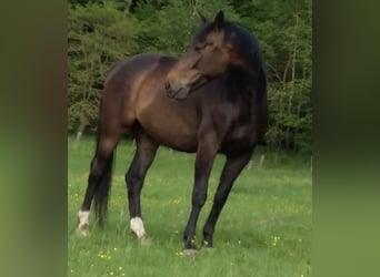 Westphalian, Gelding, 17 years, 17 hh, Bay-Dark