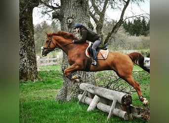 Westphalian, Gelding, 17 years, 17 hh, Chestnut-Red