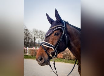 Westphalian, Gelding, 17 years, 17,1 hh, Bay-Dark